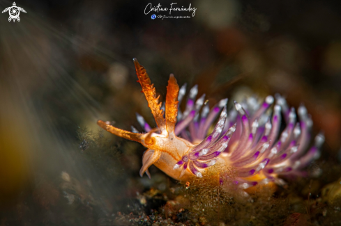 A Facelinid sp - Purple Facelinid  | Nudibranch