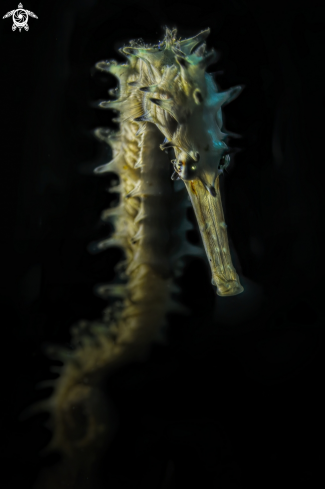 A porcupine seahorse