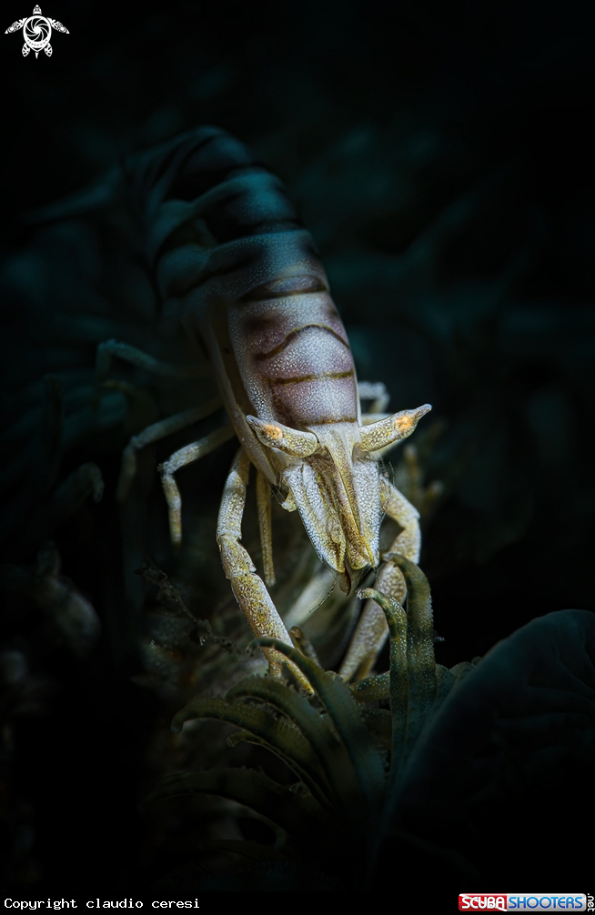 A commensal shrimp