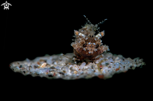 A possible simplex shrimp (Phyllognathia simplex)  | shrimp id ?