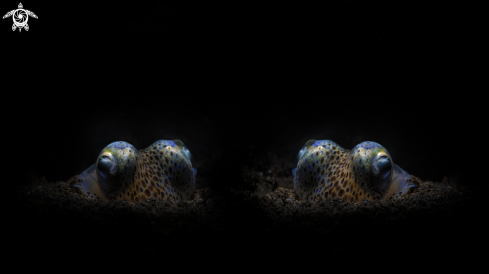 A bobtail squid 