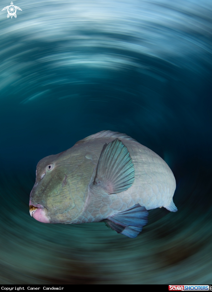 A Bumphead Parrotfish 
