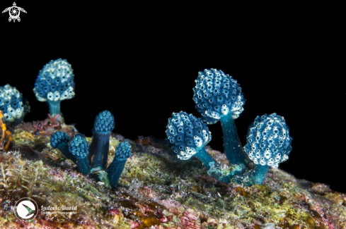 A Nephtheis fascicularis | Lollipop Tunicate