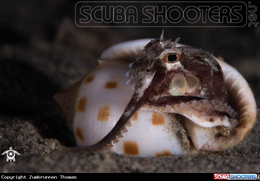 A Coconut Octopus 