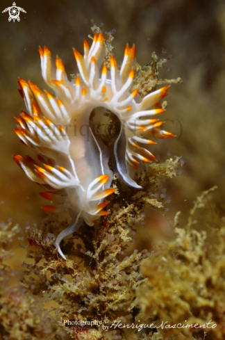 A Flabellina babai | Nudibranch