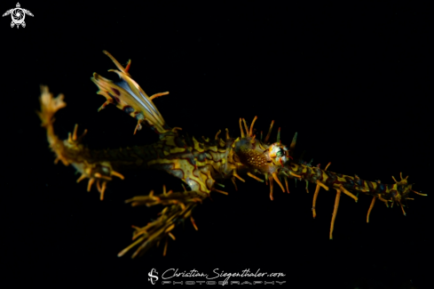 A Ornate Phost Pipefish