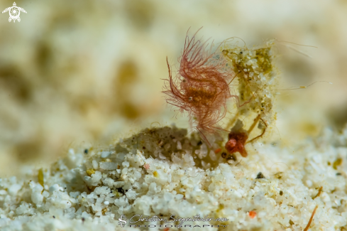A Hairy shrimp
