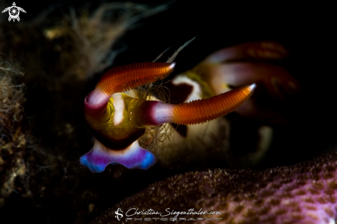 A Colored Nudibranch