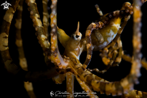 A Wonderpus photogenicus | Wonderpus octopus
