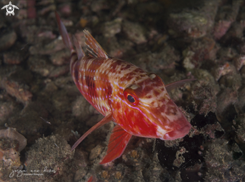 A Pseudupeneus maculatus | Spotted Goatfish