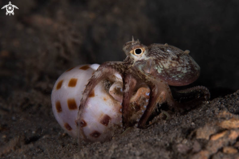 A Coconut Octopus 