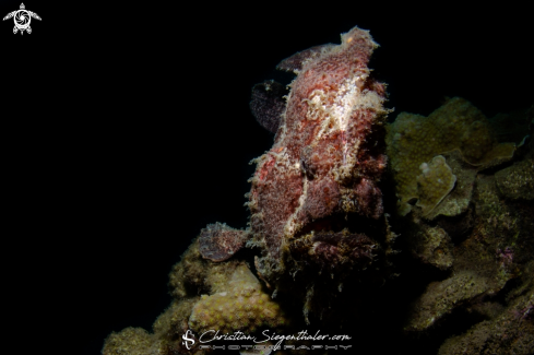 A Giant Frogfish