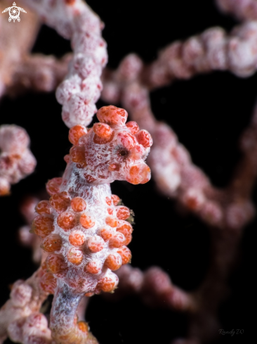 A Pigmy Seahorse