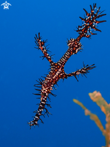 A Solenostomus paradoxus | Ornate Ghost Pipefish