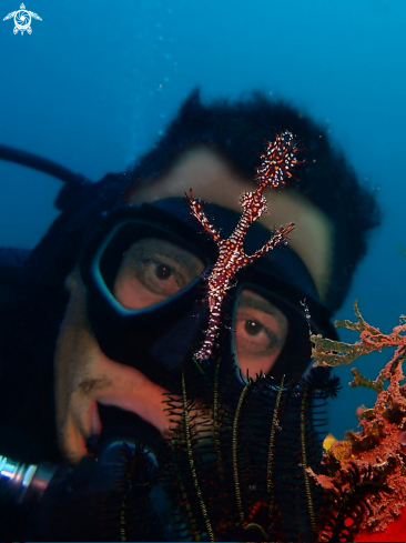 A Solenostomus paradoxus | Ornate Ghost Pipefish & Human