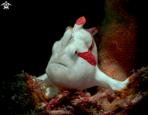 A Antennarius commerson | Frog Fish