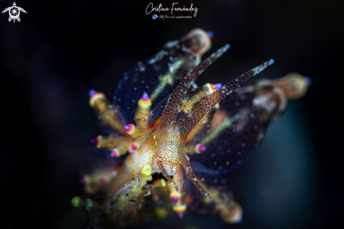 A Eubranchus sp - Red-Speckled Eubranchus | Nudibranch