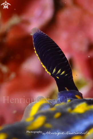 A Hypselodoris cantabrica | Nudibranch
