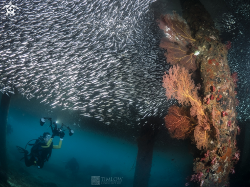 A European Anchovies and Seafans