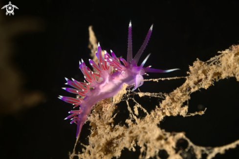 A Flabellina affinis nudibranch