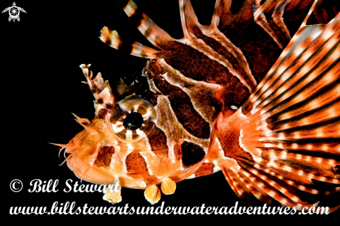 A Dendrochirus zebra | Zebra Lionfish