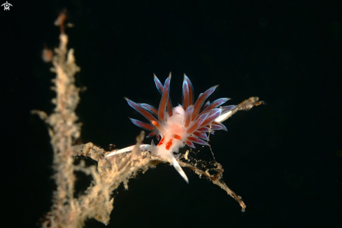 A Cratena peregrina nudibranch