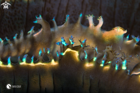 A Giant Clam