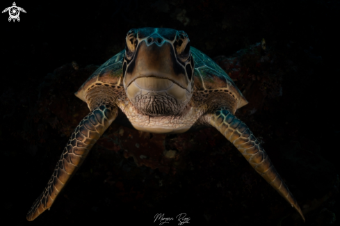 A Green Turtle