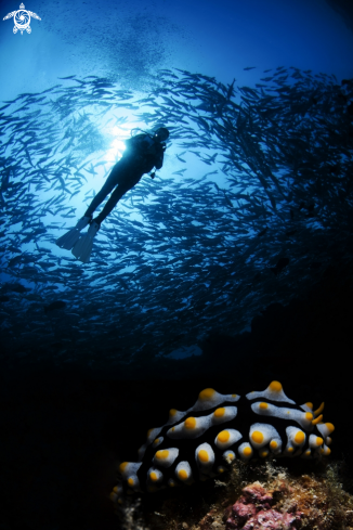 A Nudibranch and jackfishes