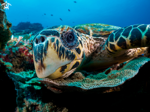 A Eretmochelys imbricata | Hawksbill Turtle