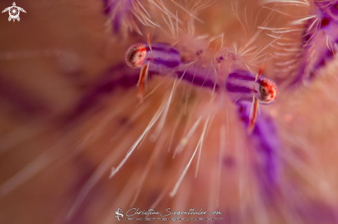 A Lauriea siagiani | Hairy squat lobster