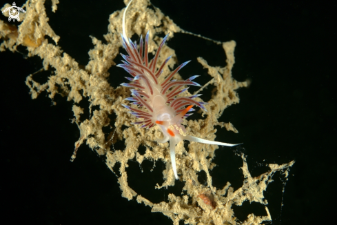 A Cratena peregrina nudibranch