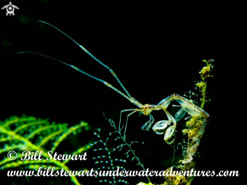 A Skeleton Shrimp