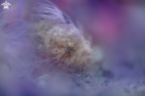 A baby hairy frogfish