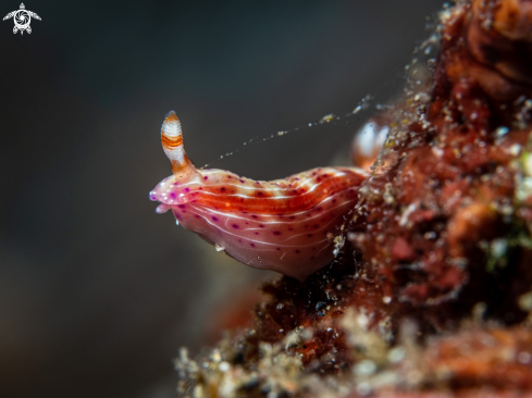 A Nudibranch