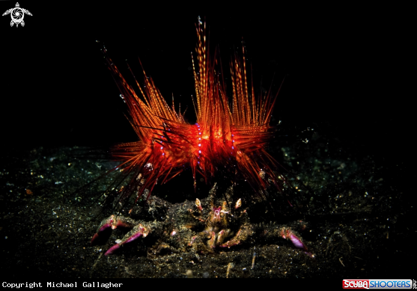 A Carrier Crab with Fire Urchin