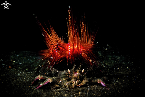 A Carrier Crab with Fire Urchin