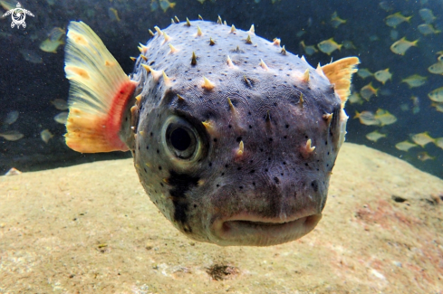 A Dicotylichthys punctulatus | Threebar Porcupinefish