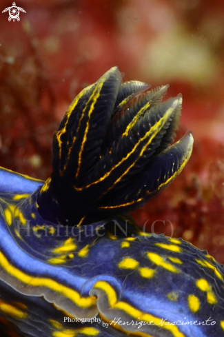 A Hypselodoris cantabrica | Nudibranch