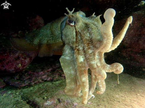 A Australian giant cuttlefish