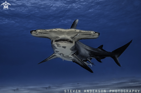 A Hammerhead Shark