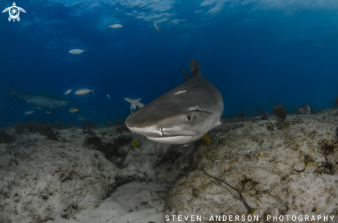 A Tiger Shark