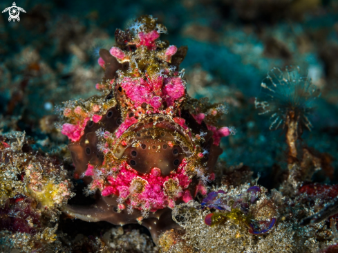 A Antennarius pictus  | Painted Frogfish