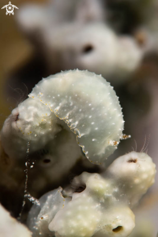 A Nudibranch 