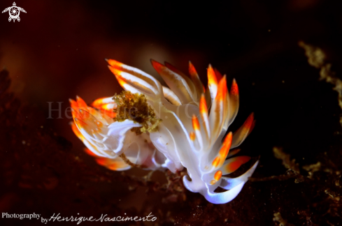 A Flabellina babai | Nudibranch