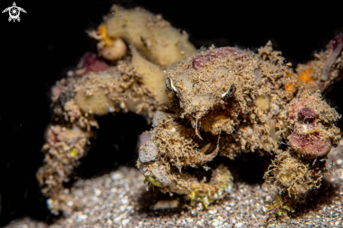 A Spider decorator crab