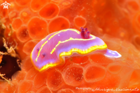 A Chromodoris krohni | Nudibranch