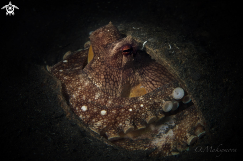 A Coconut octopus 