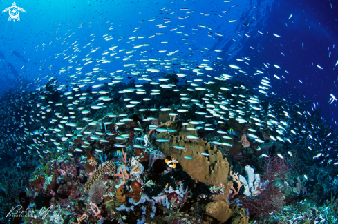 A Nasijaha Dive Center | Silverfish
