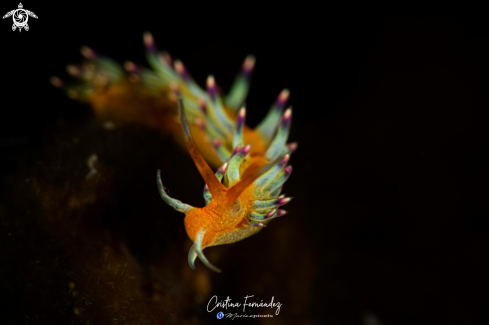 A Trinchesia sp - Orange body trinchesia | Nudibranch